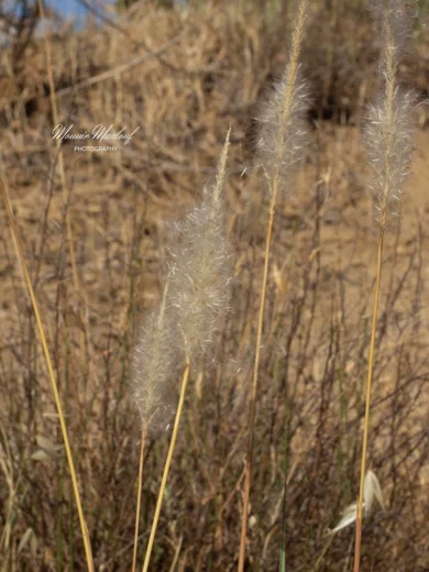 Imperata cylindrica