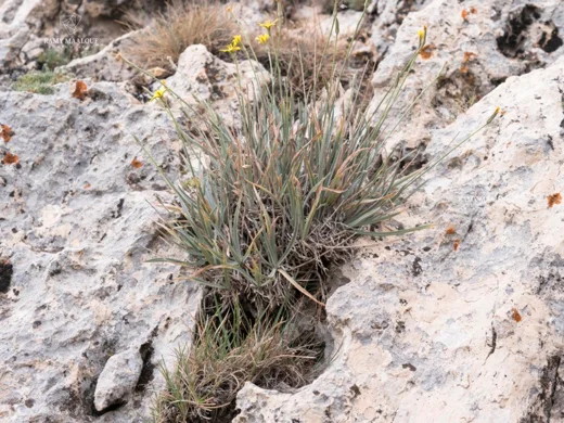 Gelasia rigida