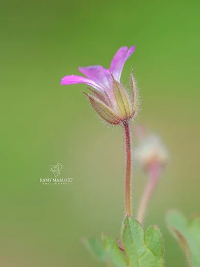 غرنوقي دائري الأوراق
