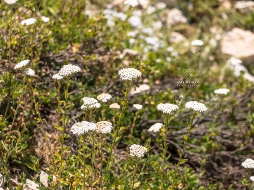 Achillea distans subsp. tanacetifolia