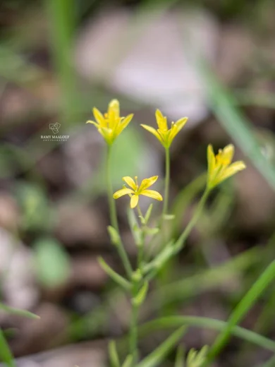 Gagea gageoides