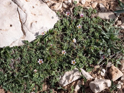 Cherleria rupestris