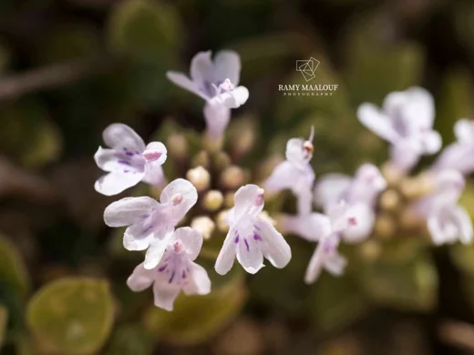 Ziziphora clinopodioides subsp. clinopodioides
