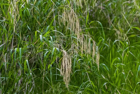 نسب المصنف - غير تجاري 4.0 دولي (CC BY-NC 4.0)- i naturalist.