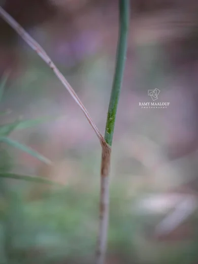 ثوم ظاهر الأسدية