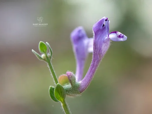 Scutellaria brevibracteata