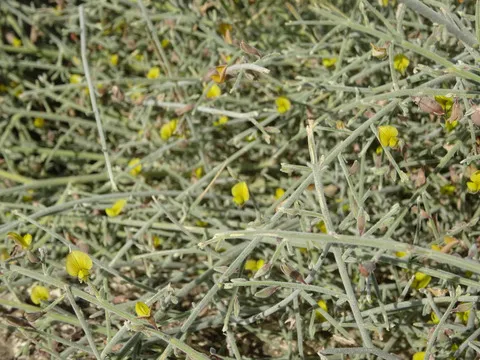 نسب المصنف - غير تجاري 4.0 دولي (CC BY-NC 4.0)- i naturalist.