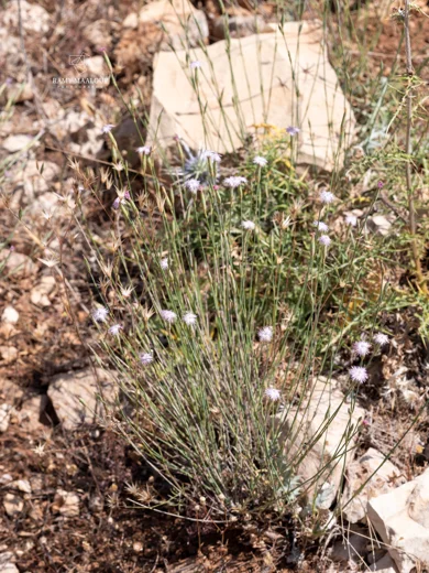 Dianthus marinae