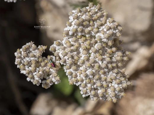 Achillea distans subsp. tanacetifolia