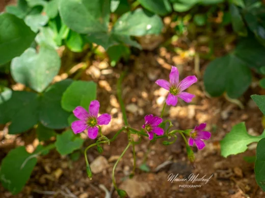 Oxalis debilis