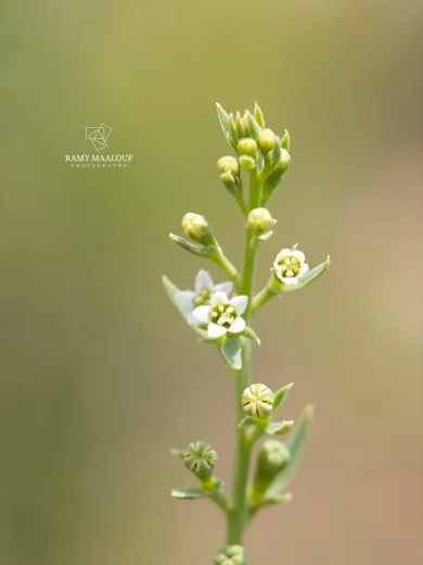 Thesium ramosum