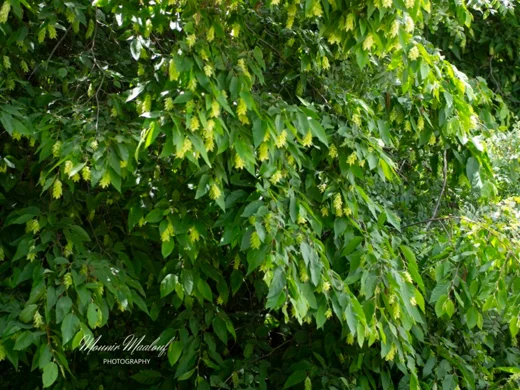 Ostrya carpinifolia