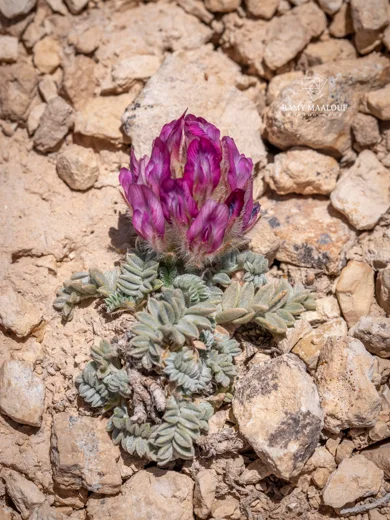 Astragalus kurnet-es-saudae