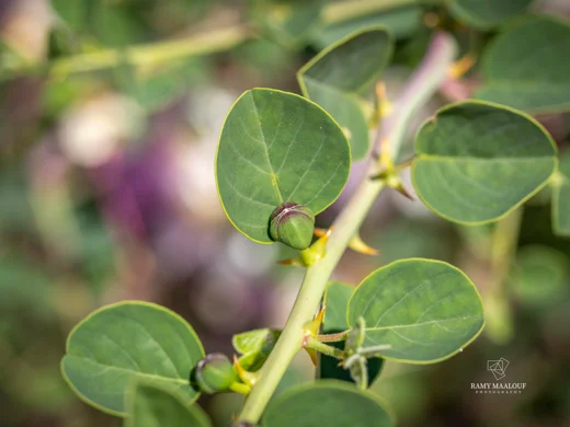 Capparis zoharyi