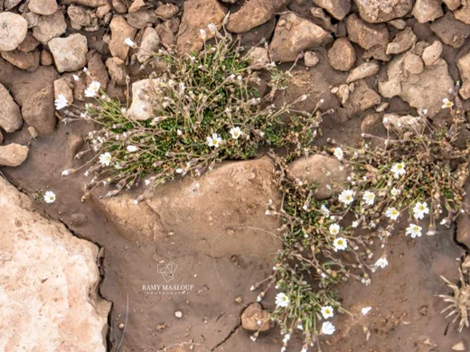 Dichodon cerastoides