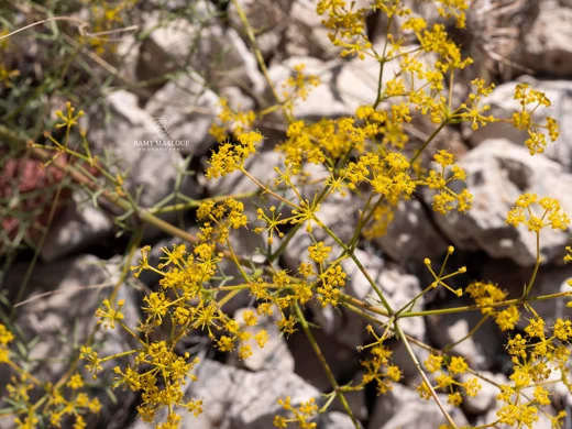 Bilacunaria boissieri
