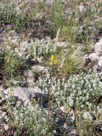 Phleum montanum