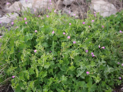 Geranium crenophilum