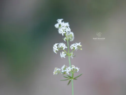 Galium samuelssonii