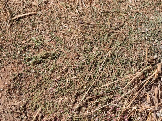 Polygonum cedrorum