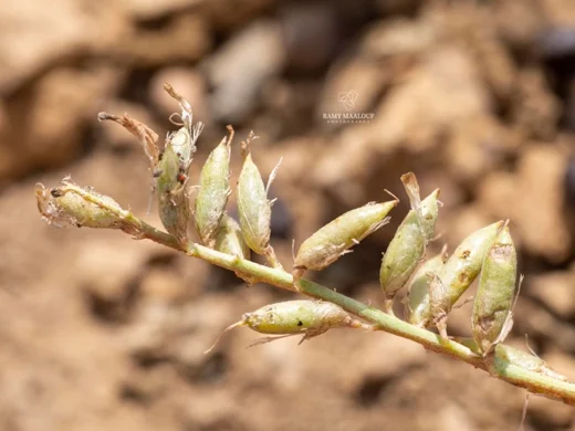 Astragalus angulosus
