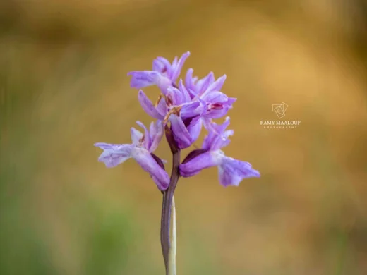 Dactylorhiza phoenissa