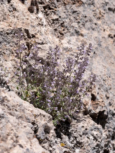 Clinopodium libanoticum