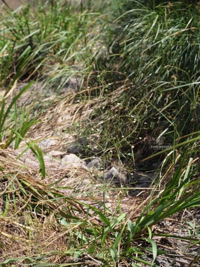 Alisma plantago-aquatica