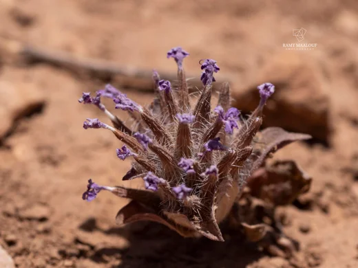 Ziziphora capitata subsp. orientalis