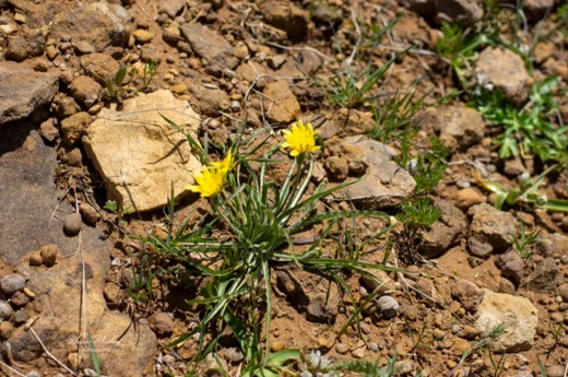 Pseudopodospermum molle
