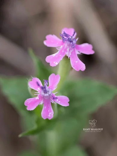 Silene aegyptiaca