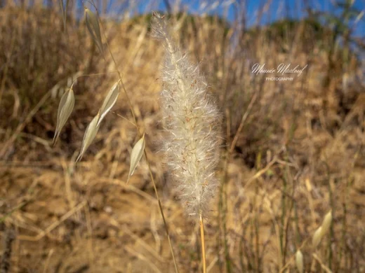Imperata cylindrica
