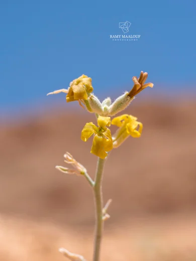 Matthiola damascena
