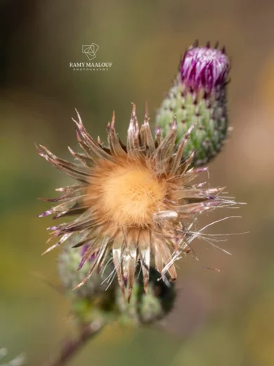 Carduus collinus
