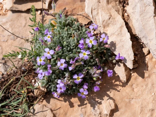 Aubrieta libanotica