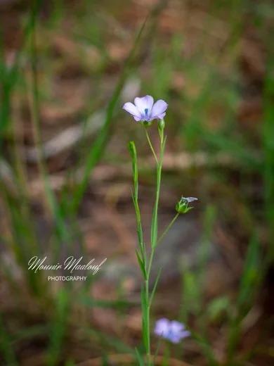 Linum bienne