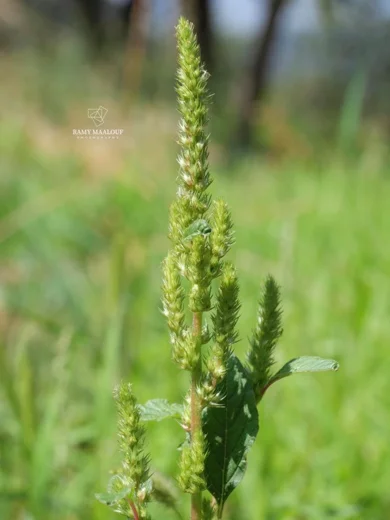 Amaranthus retroflexus