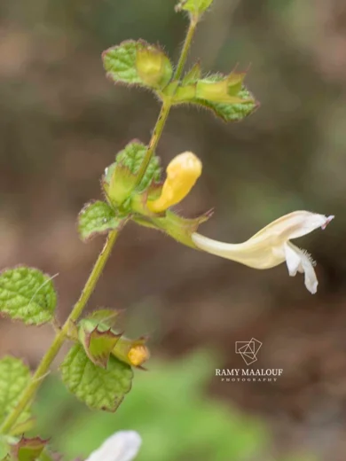 Melissa officinalis subsp. inodora