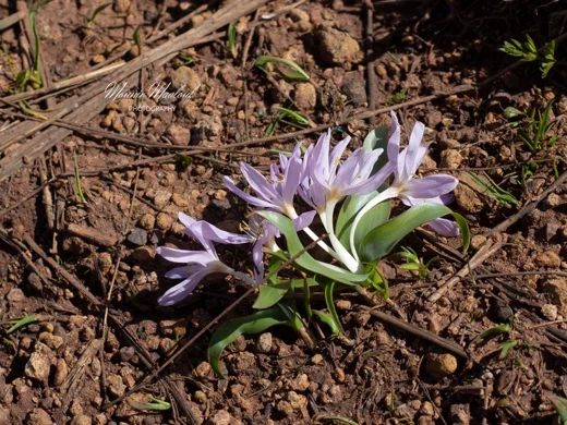 Colchicum szovitsii subsp. brachyphyllum