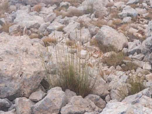Pseudoroegneria libanotica