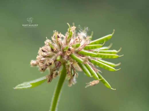Lotus rectus