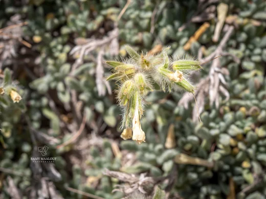 Onosma rascheyana