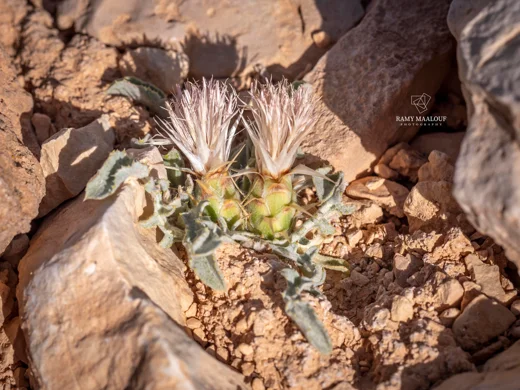 Myopordon pulchellum