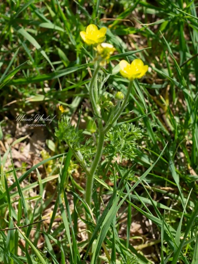 Ranunculus millefolius subsp. hierosolymitanus