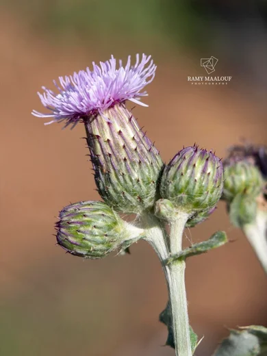 Cirsium creticum subsp. gaillardotii