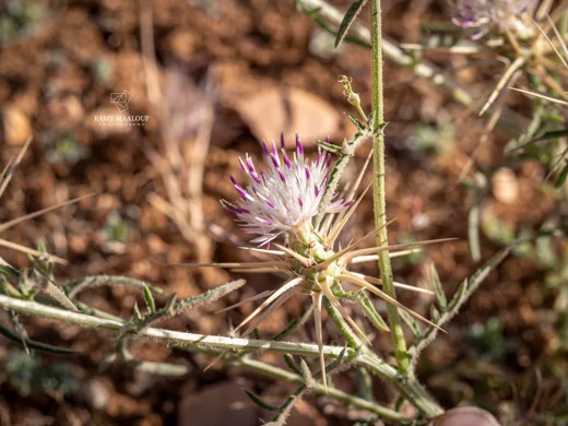 Centaurea iberica subsp. meryonis