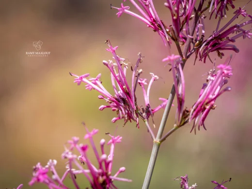 Centranthus longiflorus