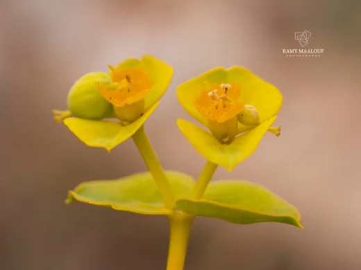 Euphorbia macroclada