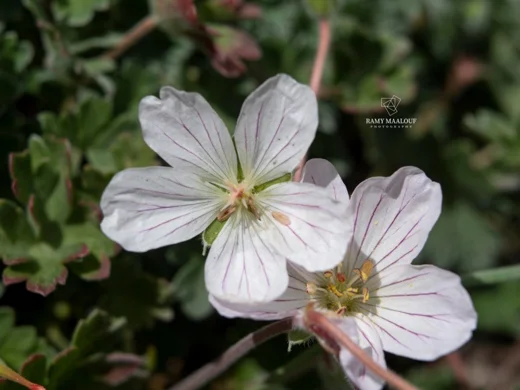 Geranium makmelicum