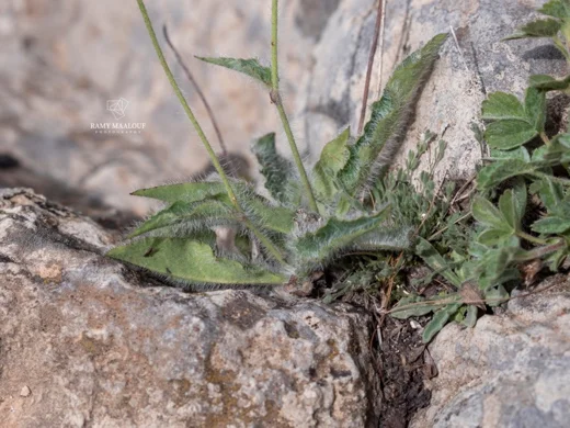 Hieracium schmidtii subsp. libanoticum